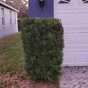 Bush Trimming by lowcuts@gmail.com reviewed on January 18, 2026