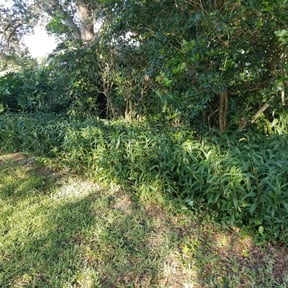 Bush Trimming by Majest Enterprises LLC reviewed on August 16, 2025
