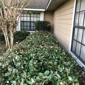 Bush Trimming by H.I.S Landscaping and more reviewed on August 17, 2025