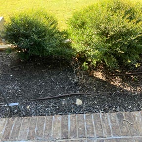 Flower Bed Weeding by SAN ANTONIO LAWNS LLC reviewed on October 23, 2025