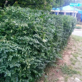 Bush Trimming by Parker Landscape & Maintenance reviewed on August 21, 2025