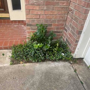 Bush Trimming by Keep It Green reviewed on July 1, 2026