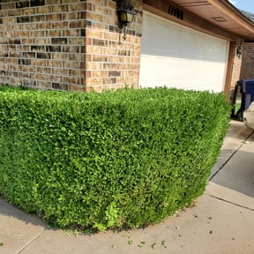 Bush Trimming by Graffeo's Lawn Service reviewed on August 19, 2025