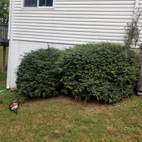 Bush Trimming by Dlawncare reviewed on August 19, 2025