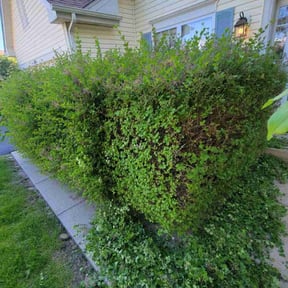 Bush Trimming by Green Munsters cuts reviewed on August 18, 2025