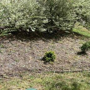 Flower Bed Weeding by AC LAWNCARE reviewed on August 4, 2026