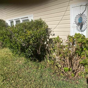Bush Trimming by J &amp; K Lawn Service reviewed on October 24, 2025
