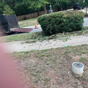 Bush Trimming by Dave doris reviewed on June 27, 2026