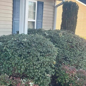 Bush Trimming by Hogman and Sons Lawncare Plus reviewed on December 29, 2025