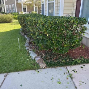 Bush Trimming by Lawn guys plus reviewed on August 6, 2025