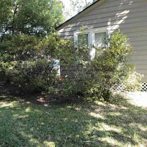 Bush Trimming by Masterkey reviewed on October 20, 2025