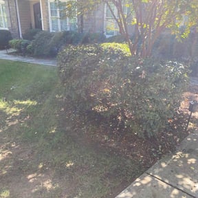 Bush Trimming by RT Lawncare & Tree Specialist reviewed on August 15, 2025