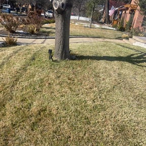 Leaf Removal by Dail Landscaping LLC reviewed on February 5, 2026