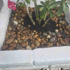 Flower Bed Weeding by Solid landscaping reviewed on August 17, 2025
