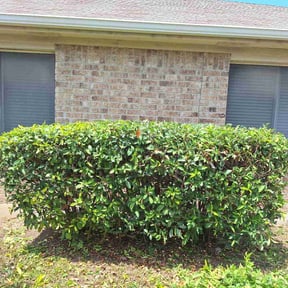 Bush Trimming by Sims Inc reviewed on October 20, 2025