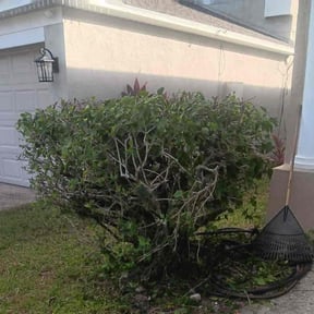 Bush Trimming by CB Enterprises of Derby llc reviewed on October 19, 2025