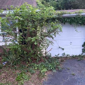 Bush Trimming by Year round reviewed on June 15, 2026