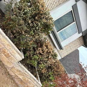 Bush Trimming by Imperial Lawn care and landscaping reviewed on August 5, 2025