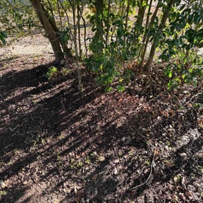 Leaf Removal by Mejia landscaping reviewed on December 28, 2025