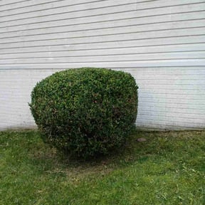 Bush Trimming by Lawn Impression reviewed on April 1, 2022