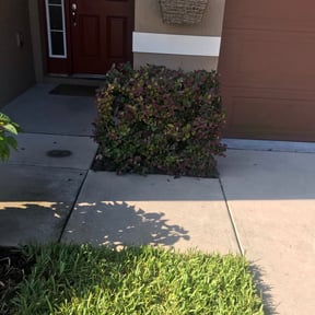 Bush Trimming by Terry and Family Management LLC reviewed on August 20, 2025