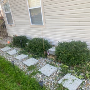 Bush Trimming by Taco Man Lawncare reviewed on May 7, 2024