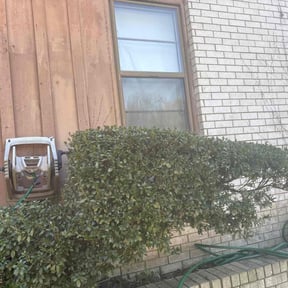 Bush Trimming by Long Haul LLC reviewed on October 18, 2025