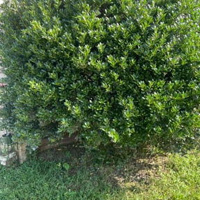 Bush Trimming by AC LAWNCARE reviewed on April 12, 2023