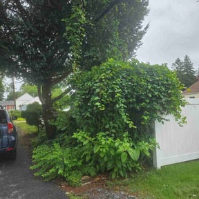 Bush Trimming by Cam’s Lawn Services reviewed on July 6, 2026