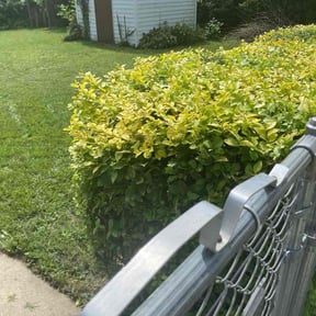 Bush Trimming by 123 reviewed on November 20, 2025