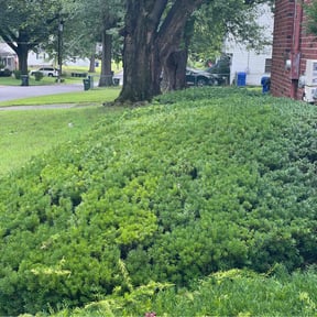 Bush Trimming by real lawn service reviewed on August 16, 2025