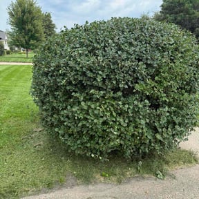 Bush Trimming by Wesley McDaniel reviewed on December 17, 2025