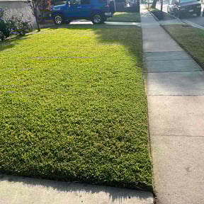 yard care by Forever Green FG LLC reviewed on January 7, 2026