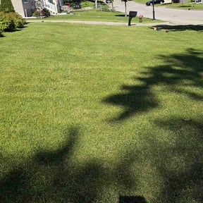 lawn care by The Lawn Barber reviewed on August 21, 2025