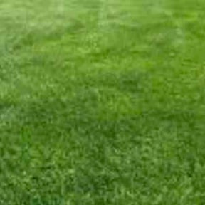 yard service by RT Lawncare & Tree Specialist reviewed on August 18, 2025