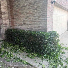 Bush Trimming by Great cut lawn care reviewed on April 27, 2026
