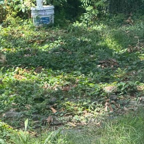 Leaf Removal by ATZLAN OPERATIONS LLC reviewed on July 17, 2026