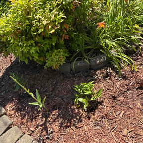 Flower Bed Weeding by Mylawncare reviewed on June 1, 2026