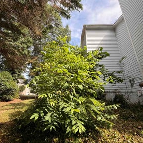 Flower Bed Weeding by Eric’s Lawn Care reviewed on May 31, 2026