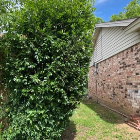 Bush Trimming by Texas Fencing & Landscaping reviewed on August 20, 2025