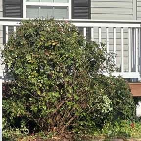 Bush Trimming by KJ'S Lawn Care Services reviewed on November 25, 2025