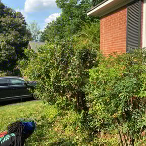 Bush Trimming by Trash Cupid Rental reviewed on August 20, 2025