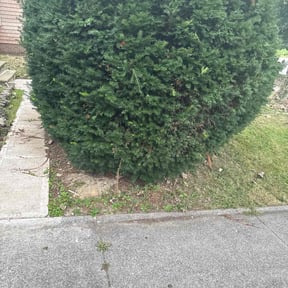 Bush Trimming by Pauls exterior services reviewed on December 18, 2025