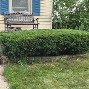 Bush Trimming by Top Turf L.L.C reviewed on August 14, 2025