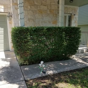 Bush Trimming by Lasko's Lawns reviewed on August 18, 2025
