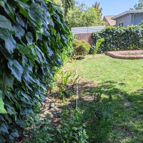 Bush Trimming by BFH landscaping reviewed on August 19, 2025