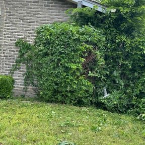 Bush Trimming by Cobbmob Cuts reviewed on August 17, 2025