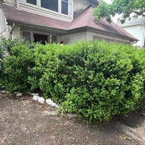 Bush Trimming by Tar Heel Veteran Outdoor Services reviewed on April 28, 2026