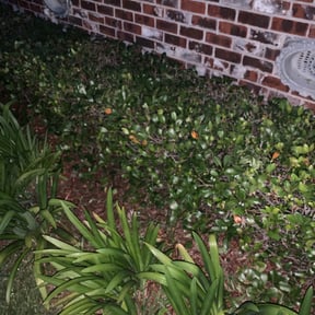 Bush Trimming by MO Lawn Care reviewed on August 17, 2025