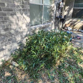 Bush Trimming by Brandonsanders reviewed on November 18, 2025